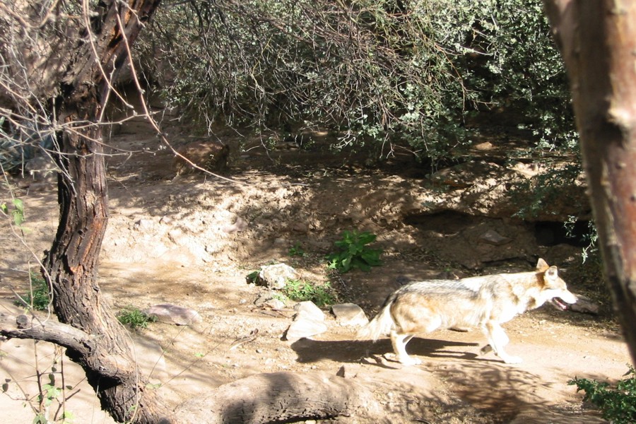 ../image/wolf at the desert museum.jpg